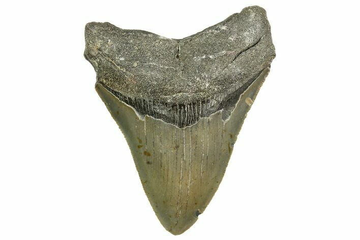 Serrated, Fossil Megalodon Tooth - North Carolina #363713